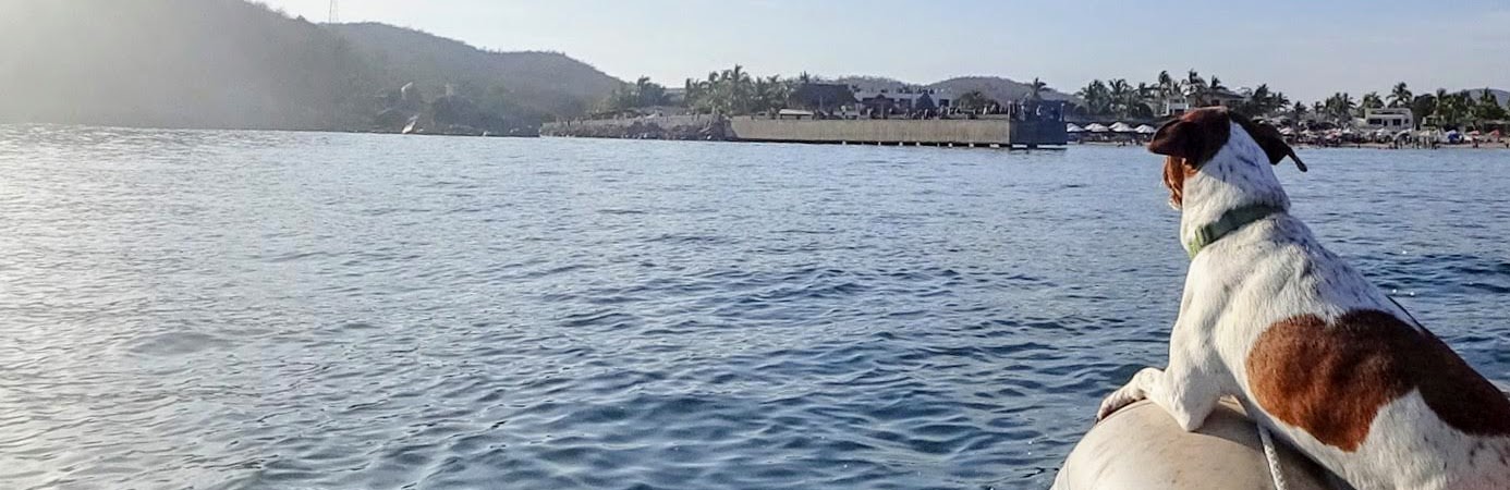 Kiwi approaching Perula